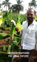 Banana Kannada FB video 141222