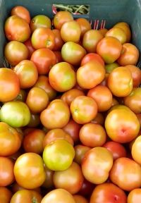 Tomato High Yield High Price Kannada FB Video 03032023