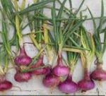 Onion