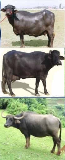 Buffalos in India 2