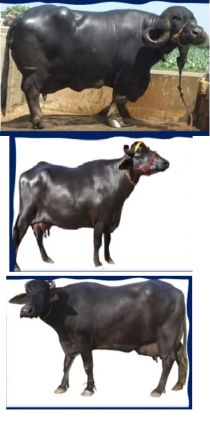 Buffalos in India 1